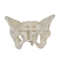 Pelvis Feminina Adulto